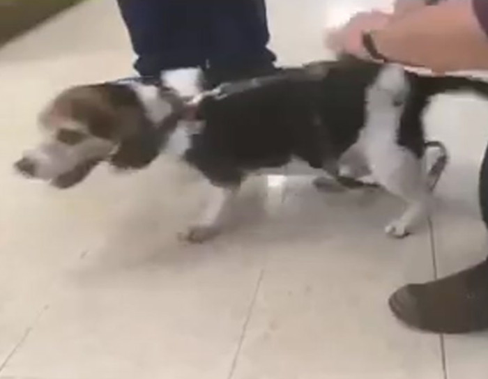Dog Sounds Like A Tie Fighter