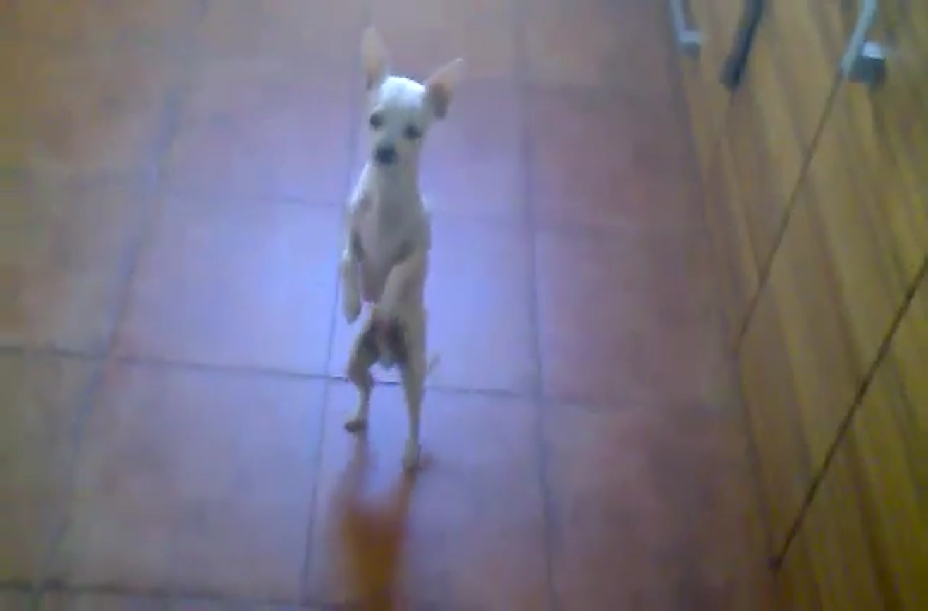 dancing chihuahua toy