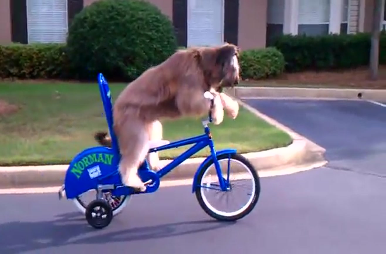 Here's a dog riding a bicycle all by himself.