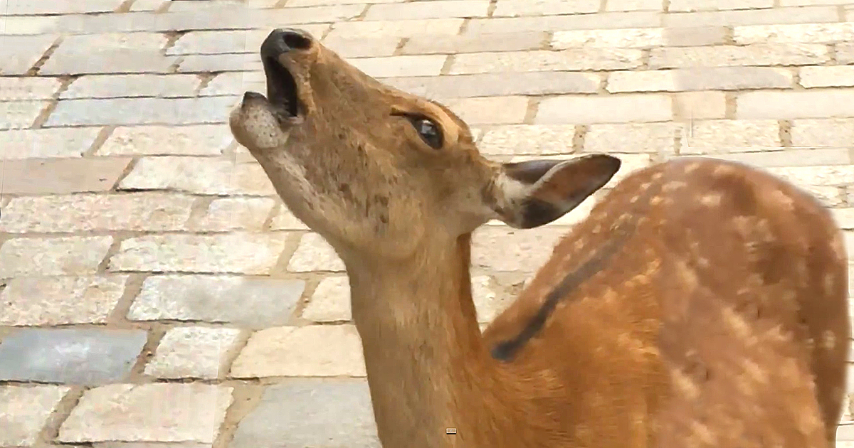 This Japanese deer's scream is as hilarious as it is bizarre.