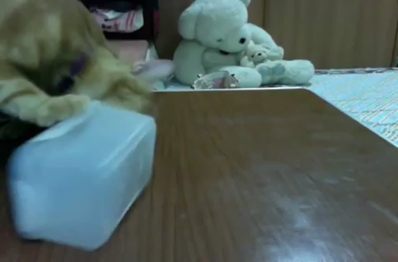 Cat wears the pants in this humancat relationship.