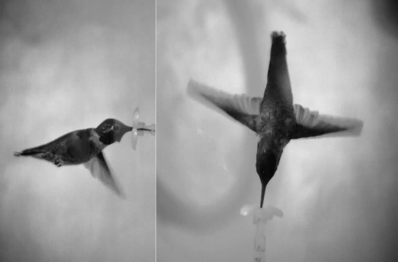 This is what happens when you put a hummingbird in a wind tunnel.