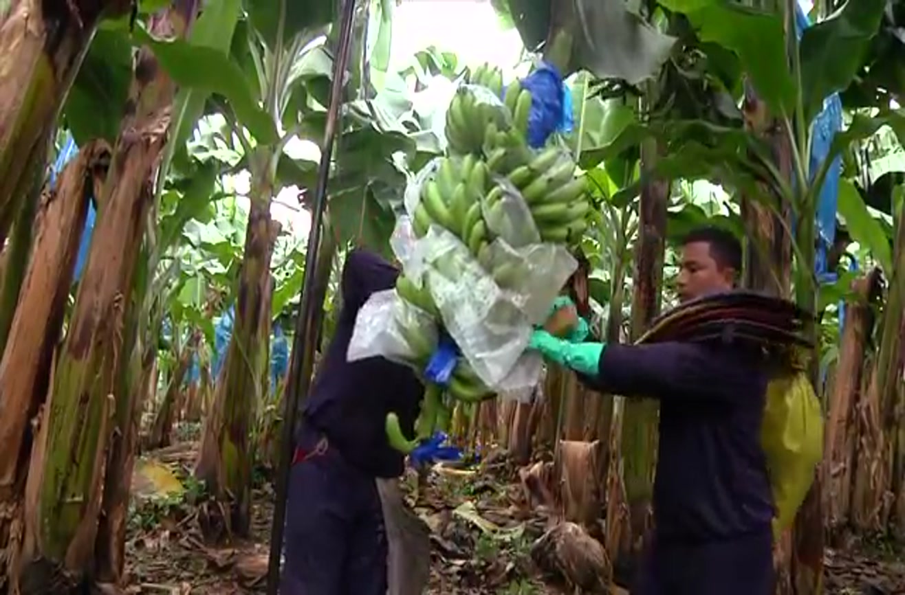 A visual tour that explains why everyone loves Dole bananas.