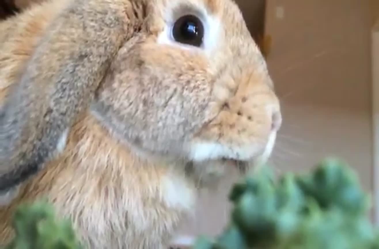 Bunny eats parsley in slow motion.