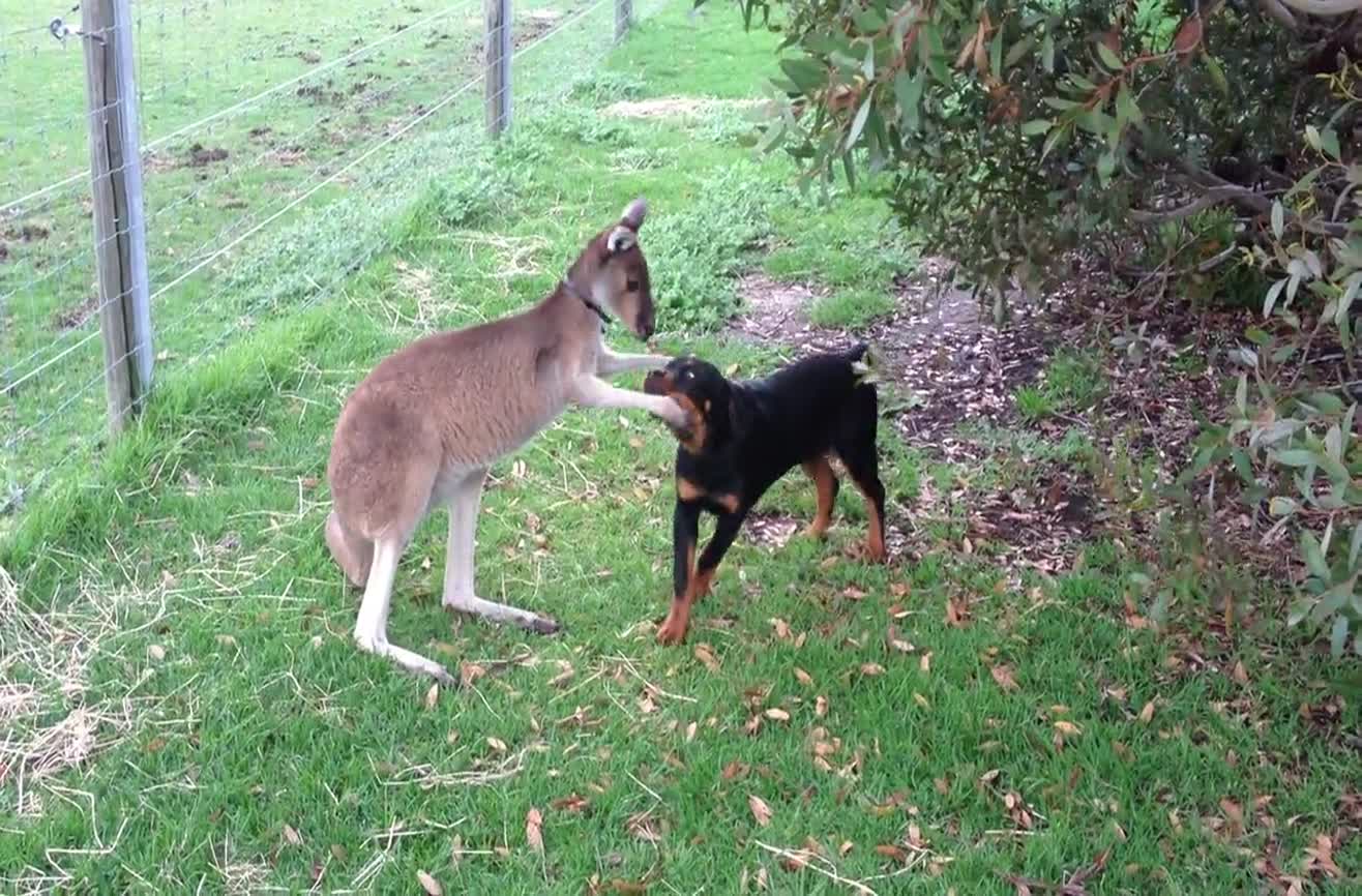 A Rottweiler and kangaroo play together.