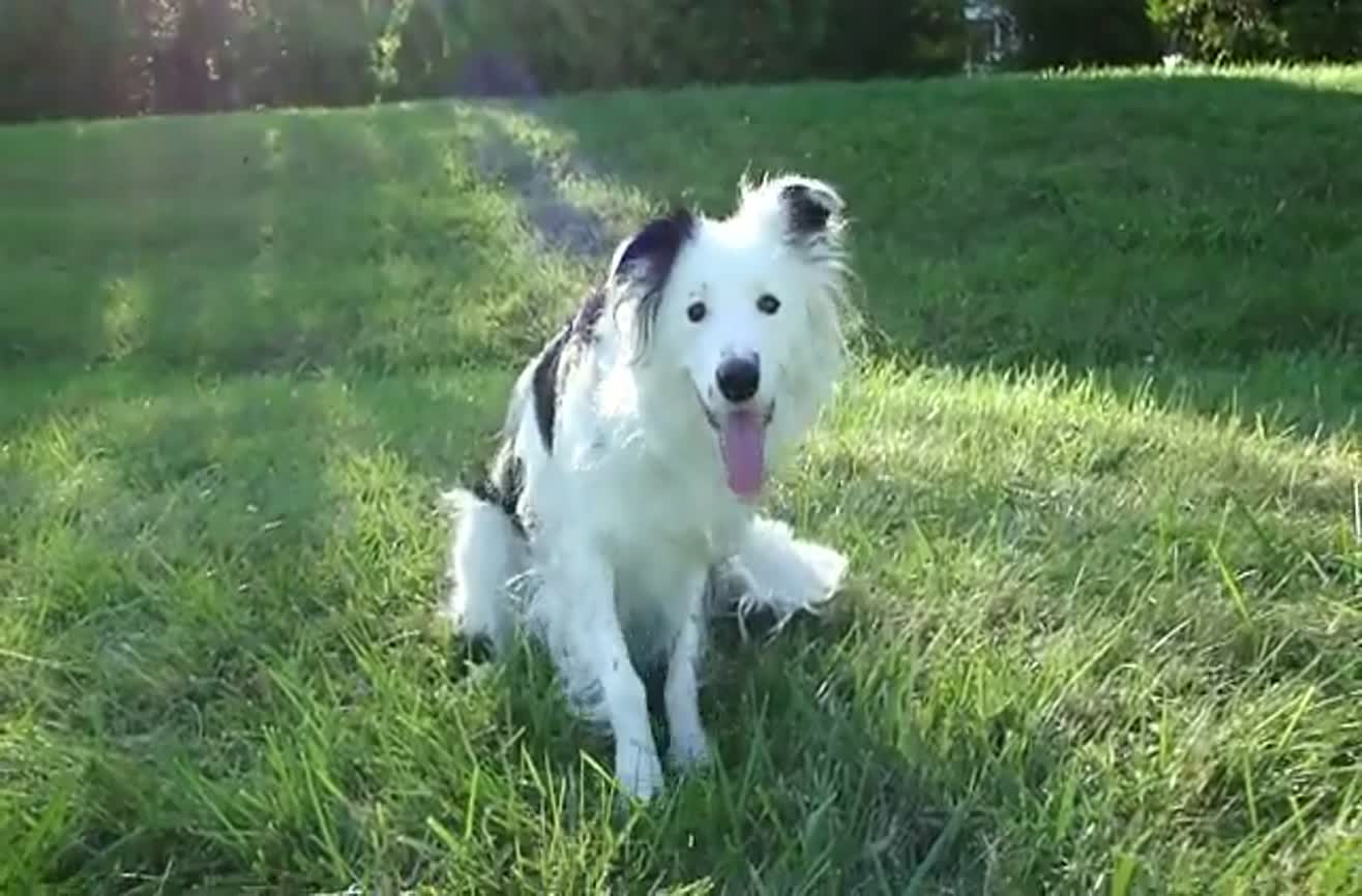 Sweet dog tricks by Paige the Border Collie.