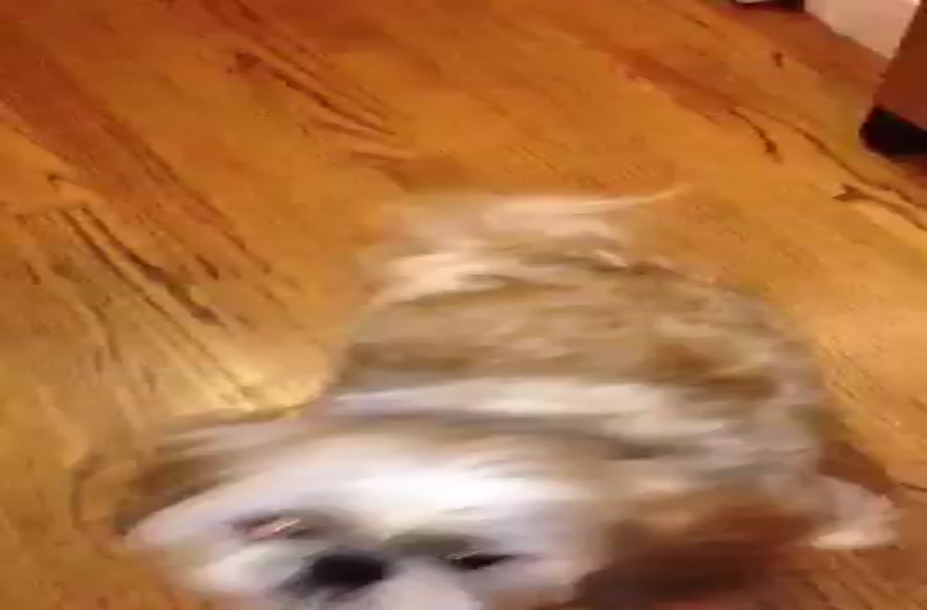 Charlie the Dog sneezes on command.