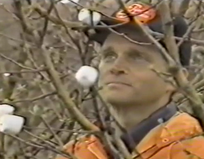 North Carolina marshmallow farming.