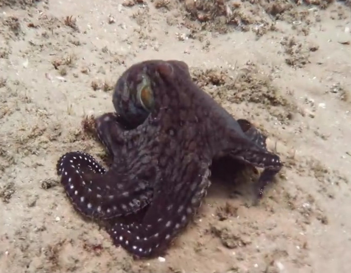 This octopus's active camouflage is amazing.