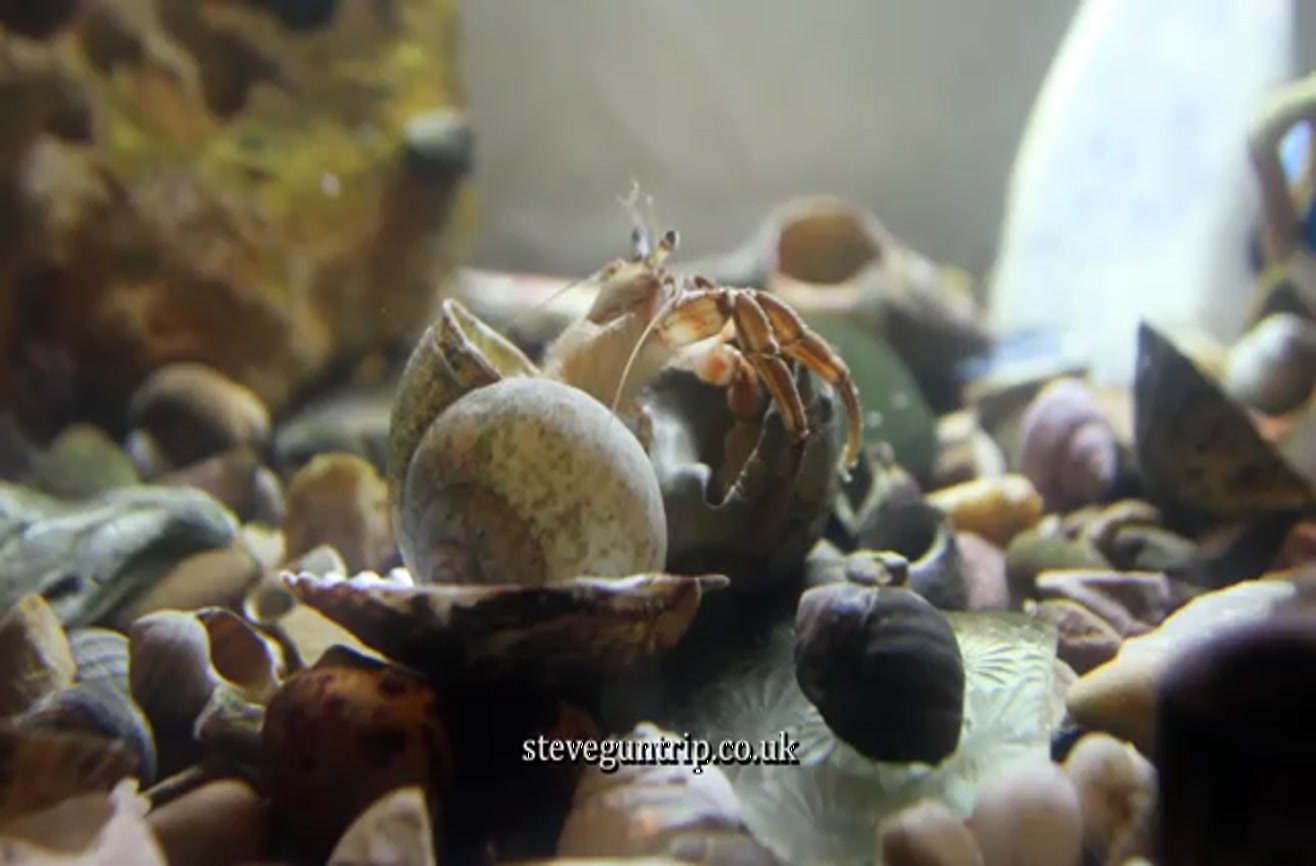 Hermit crab maneuvers his way into a new home.