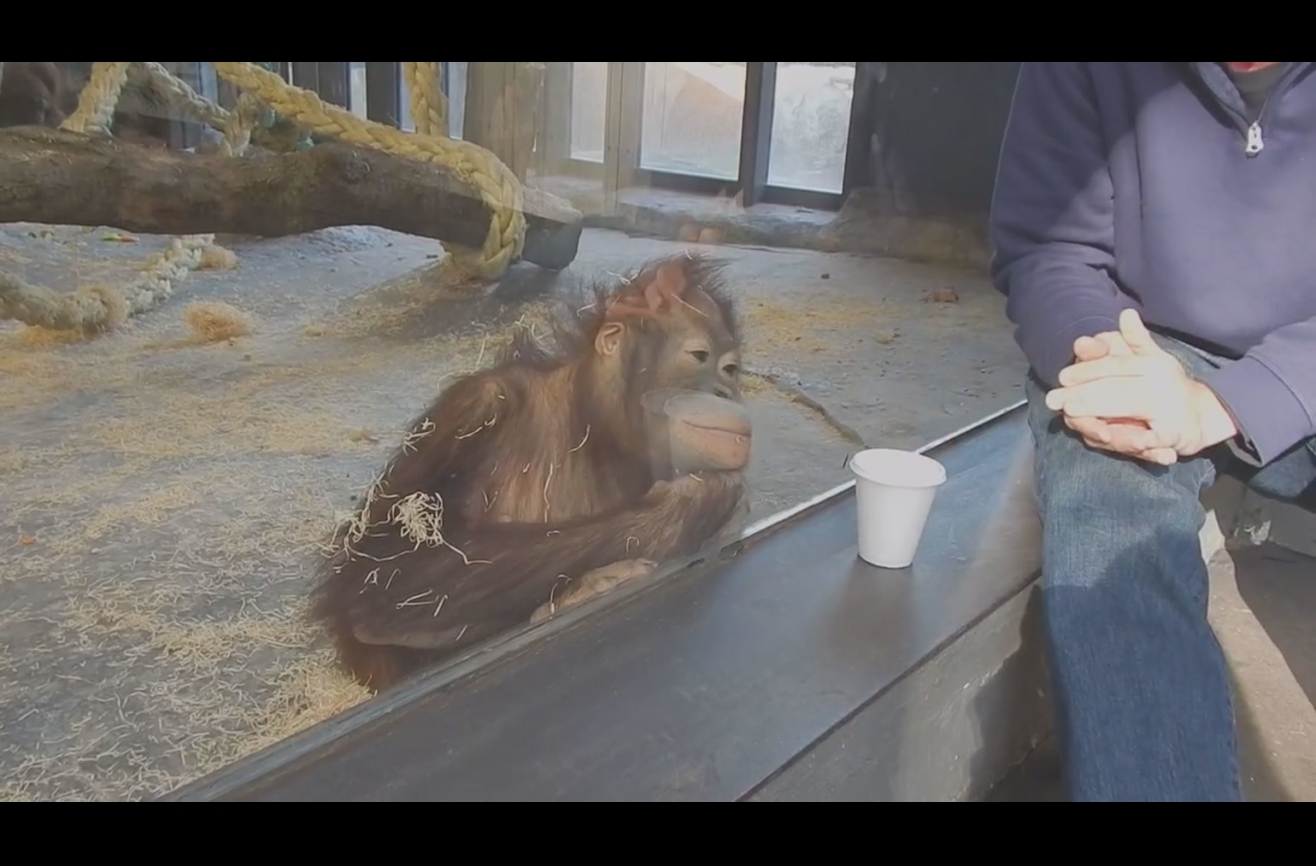 Orangutan rolls in laughter after being shown a magic trick.