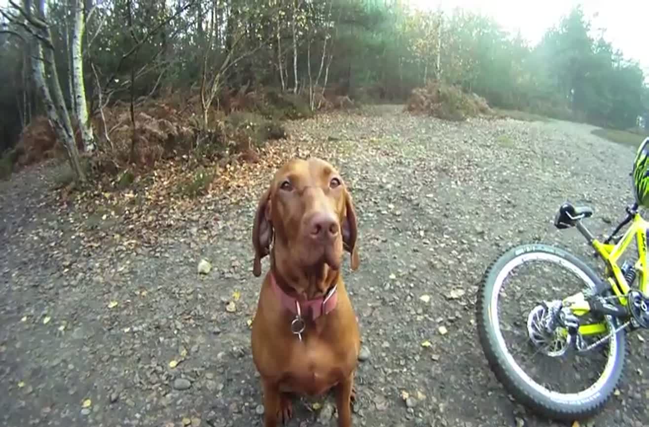 Amber, the amazing downhill dog.