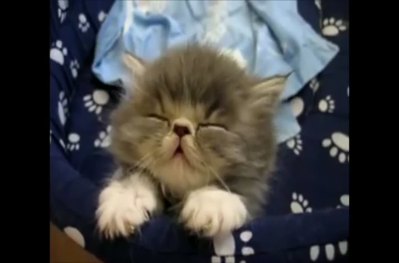 Смешные ролики про котят
