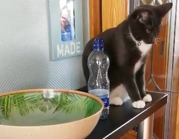 A very persistent cat.