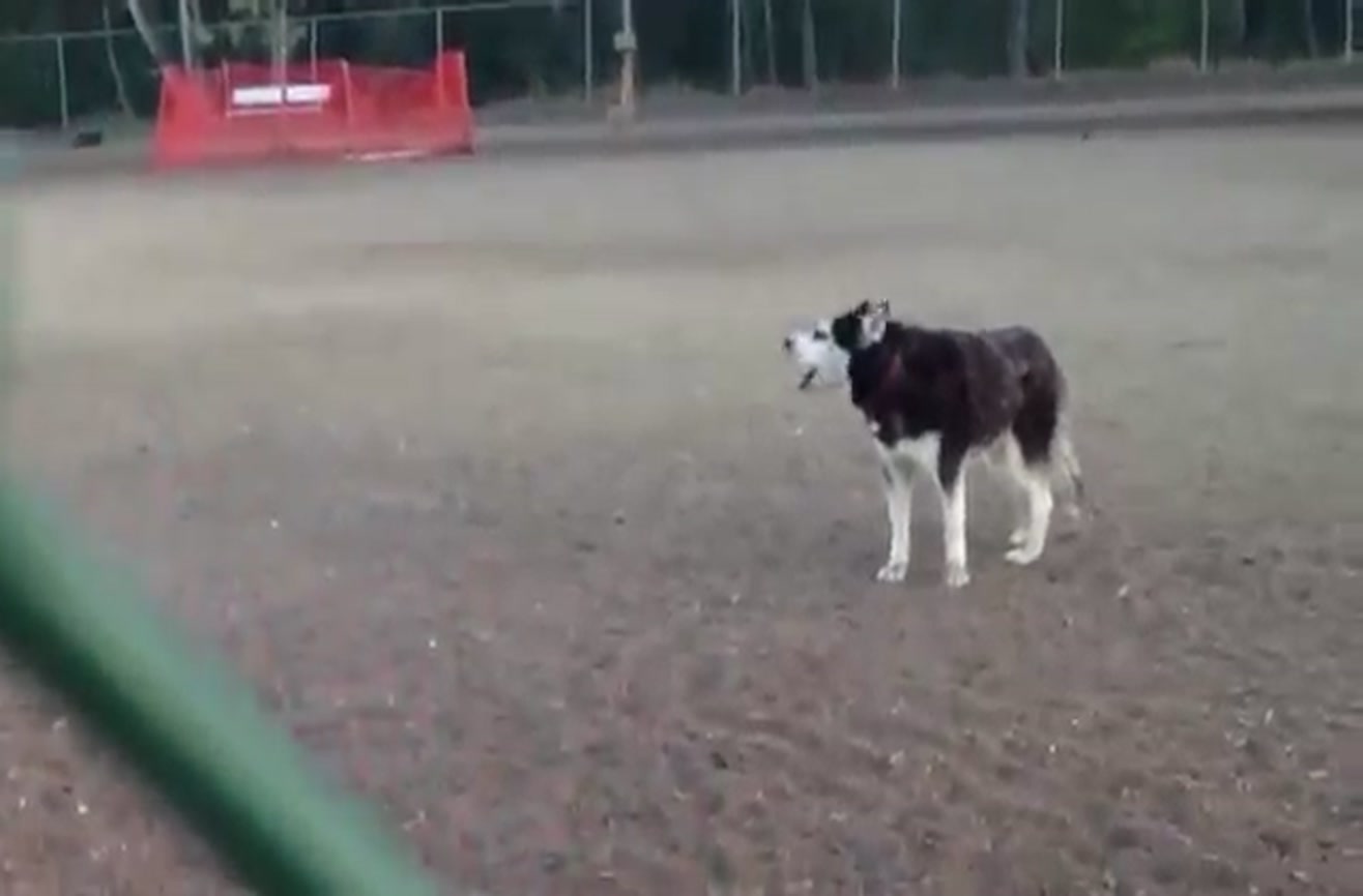Talking Husky throws tantrum over having to leave dog park.