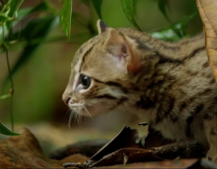 The world's smallest wild cat.