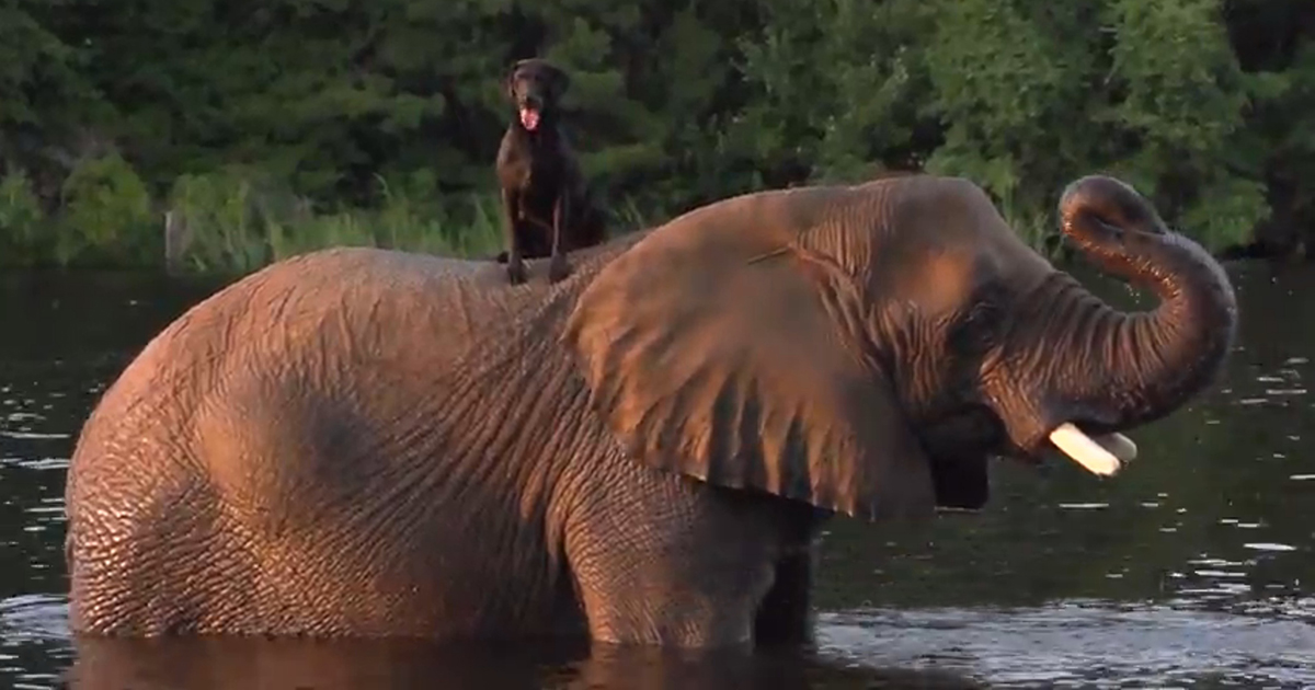 Elephant and dog are best friends.
