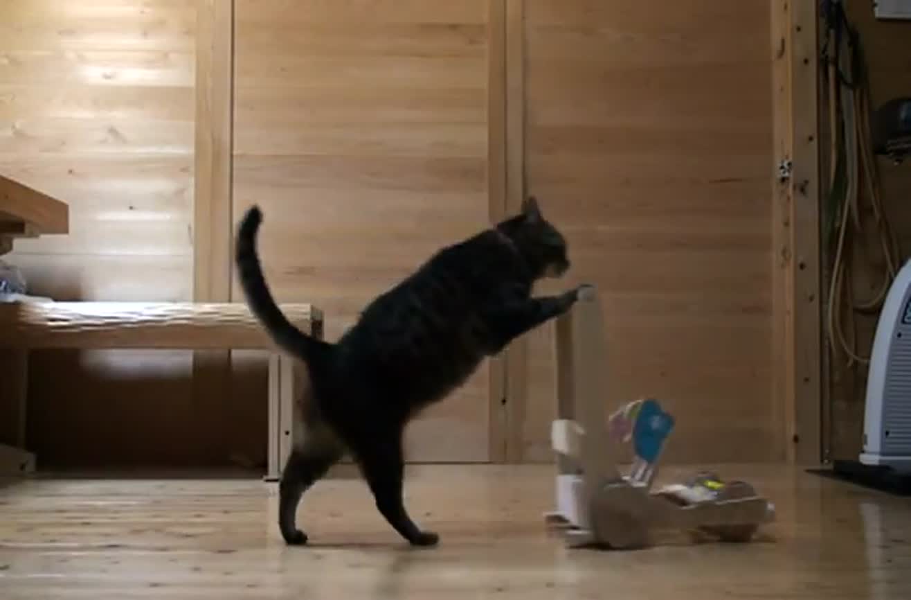 Cat enjoys pushing a trolley.