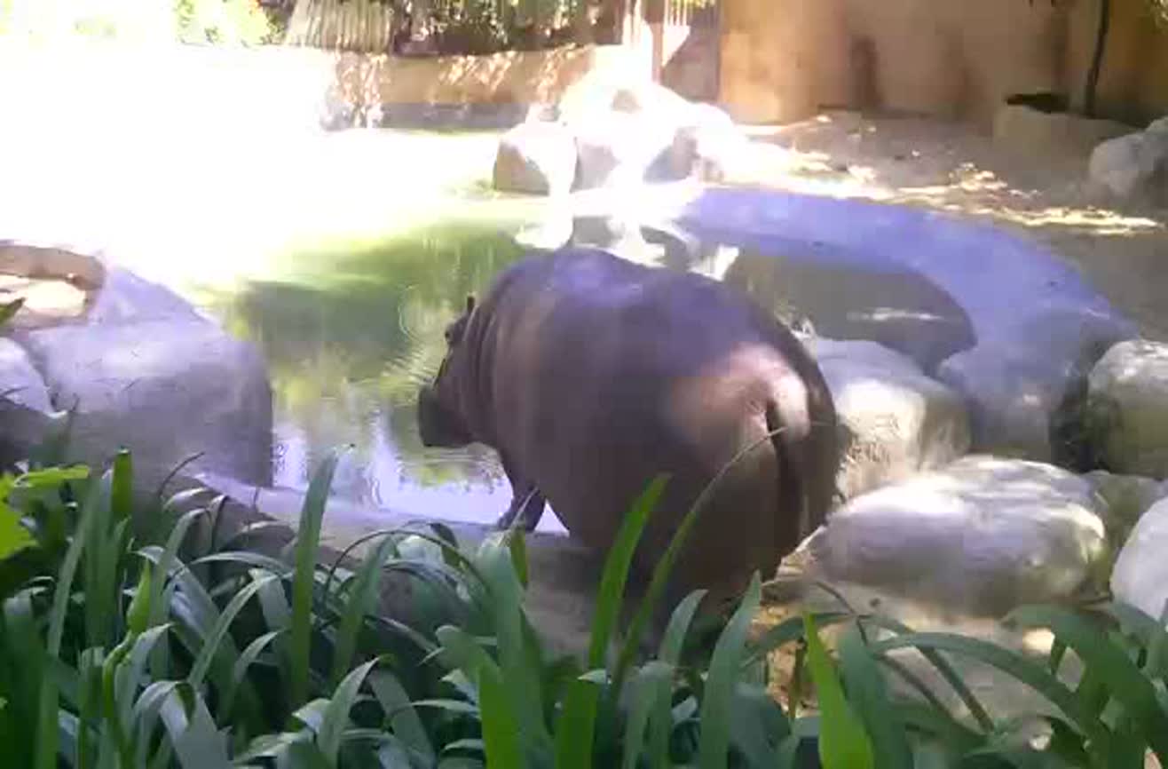 Just a hippo at the zoo.