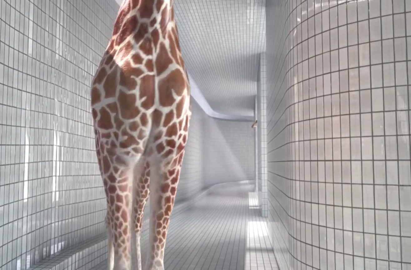 Highdiving giraffes.