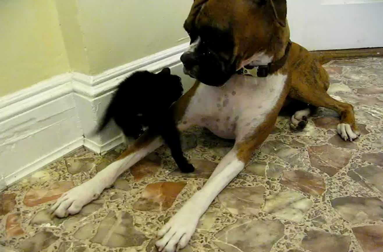 Boxer meets kitten... they instantly warm up to each other.