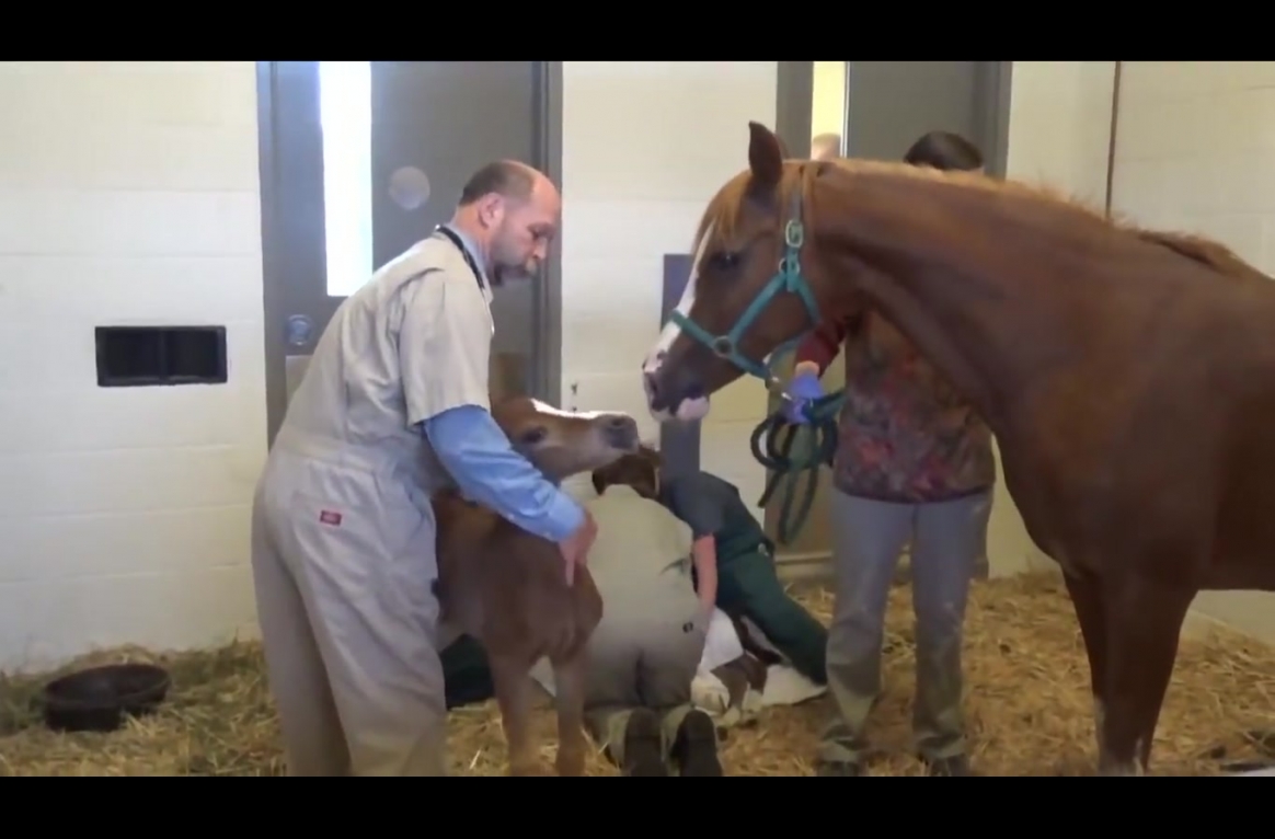 кобыла после выжеребки. родовспоможение лошади. как рожают лошади. как рожают лошади. новорожденный жеребенок.