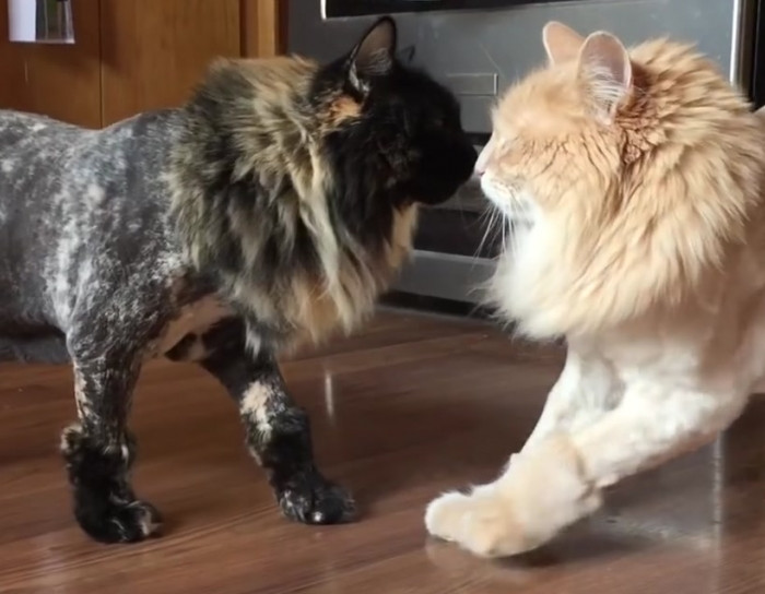 What happens when you only shave one of your cats.