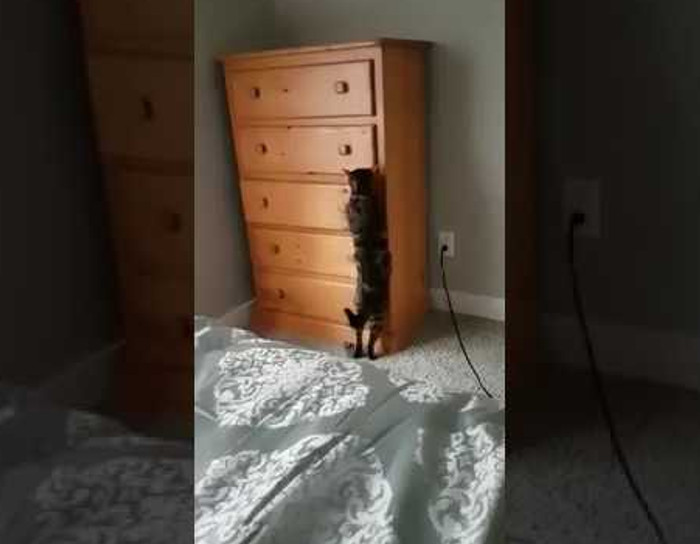 This cat would make a masterful hide and seek opponent.