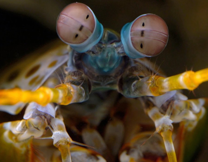 Mantis shrimp are the ocean's most unexpected predator.