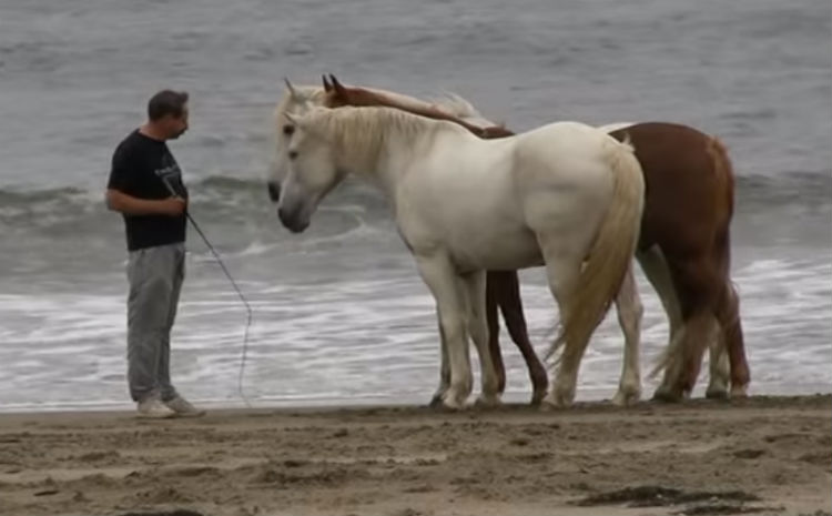 Тренер лошадей на море. Лошади в воде с людьми. Собаки и лошади пришли на землю чтобы научить людей любить.
