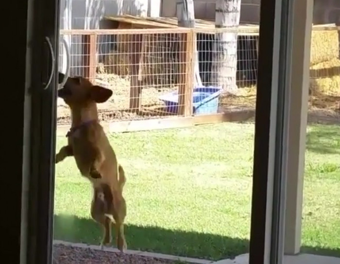 This little dog opening a sliding door is the most inspiring thing you