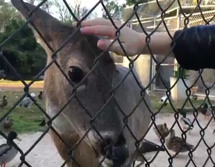 This deer likes being petted like a dog.