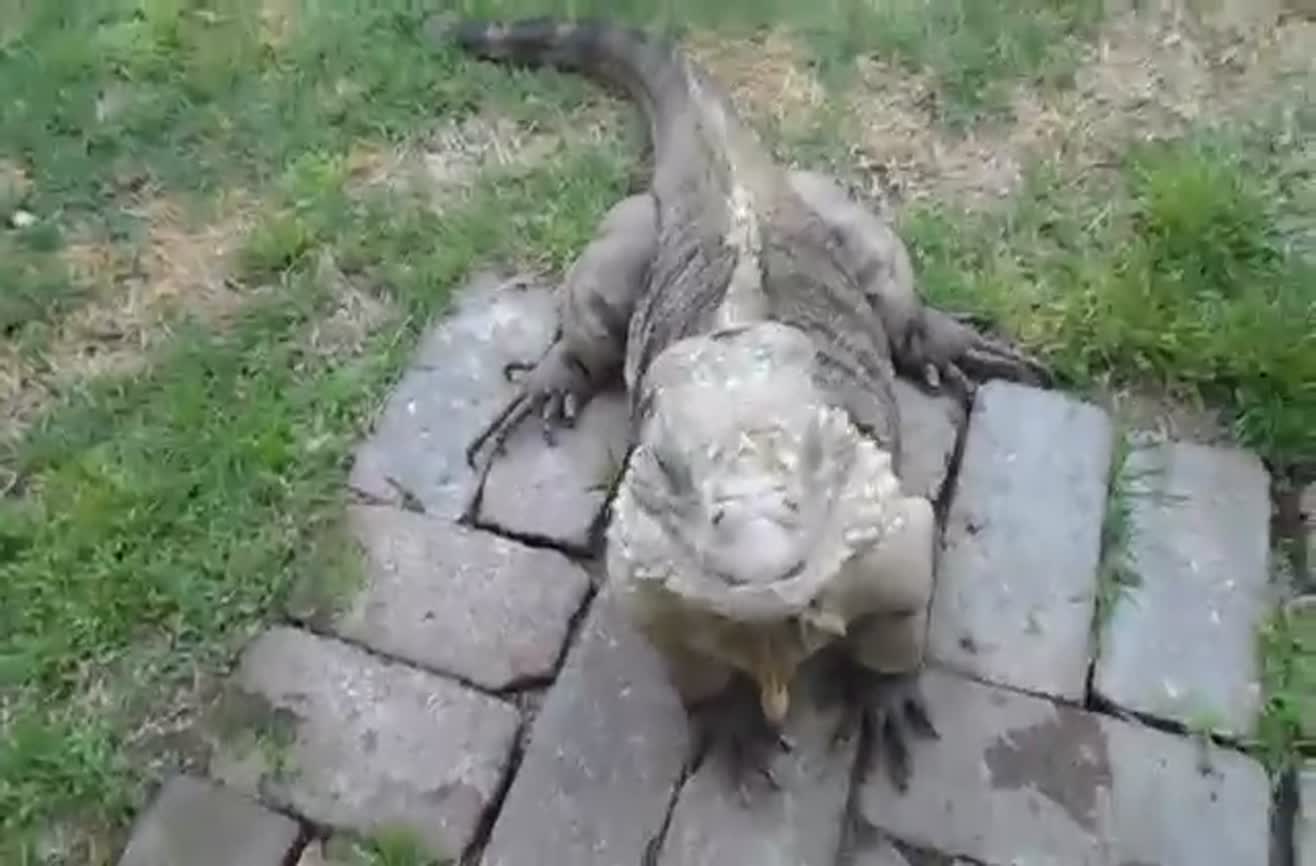 Iguana comes running like a dog when his human calls.