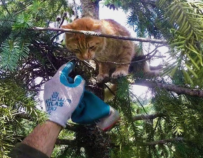 Meet the men who rescue cats from super tall trees.