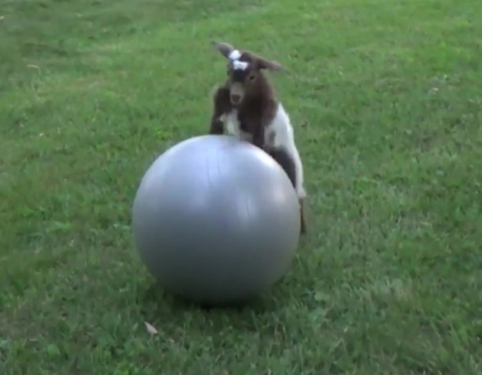 Just a couple of baby goats having a really good time with an exercise ball.