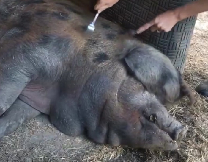 Gently poking pigs with a fork causes them to relax and fall asleep so