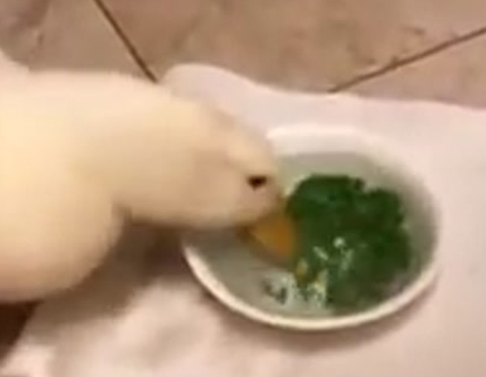 Duck eats peas really fast.