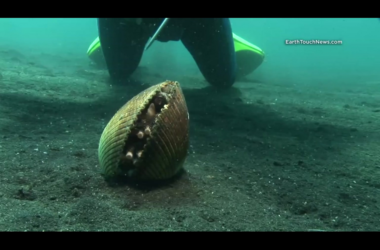 It looks like a giant clam shell on the ocean floor, but wait until you