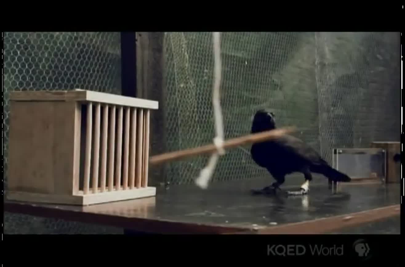 Of All Things I Have Become A Crow
