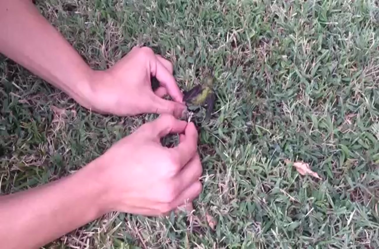 This is why you don't throw gum outside.