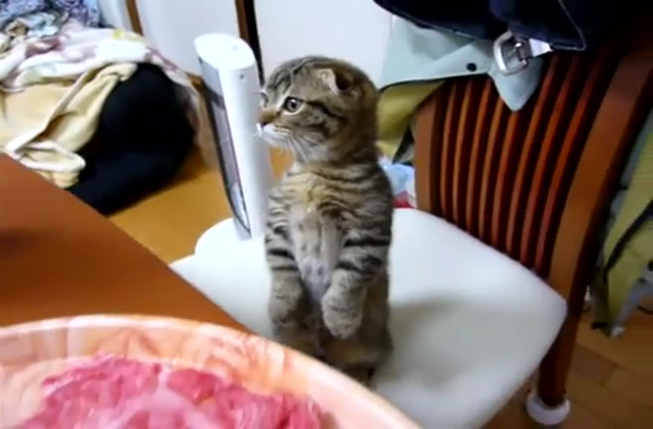Cat stands up.