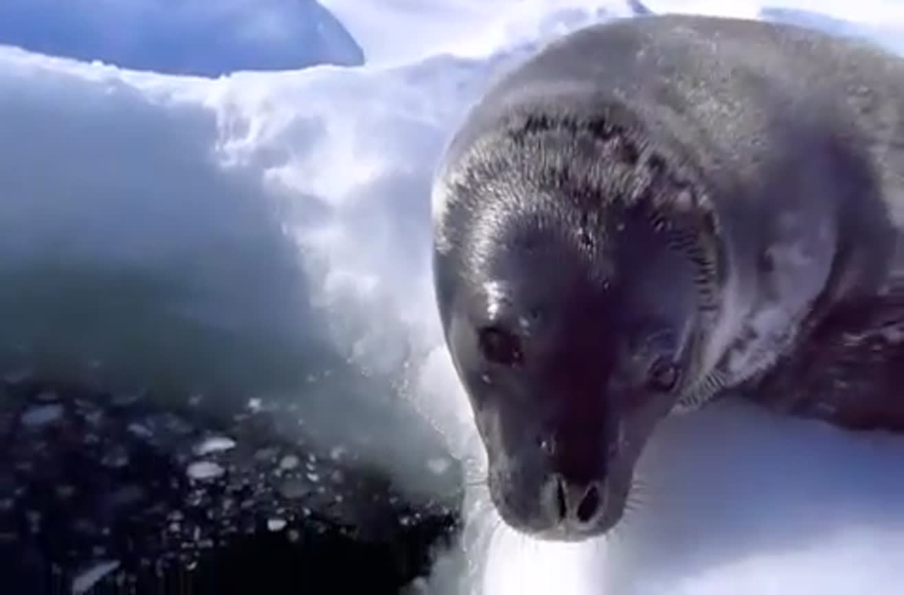 Wild seal fusses over going into the water.