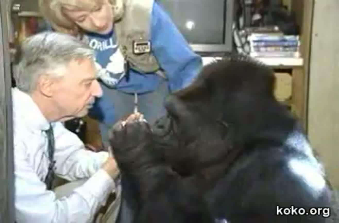 Koko the Gorilla tells Mr. Rogers she loves him.