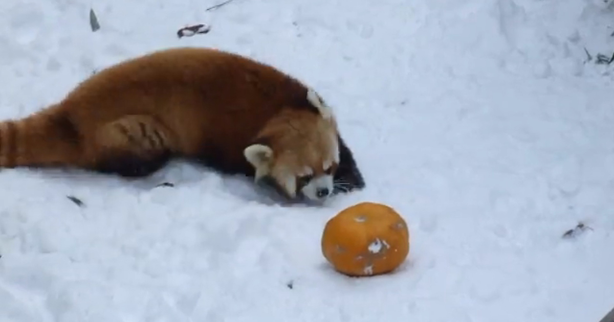 Red panda freaking out over a pumpkin.