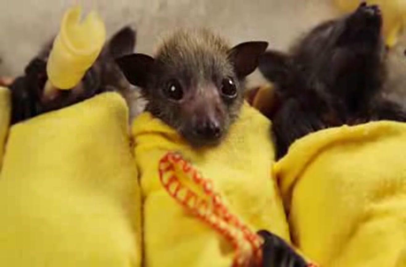Baby bats rolled up in a burrito of cute.
