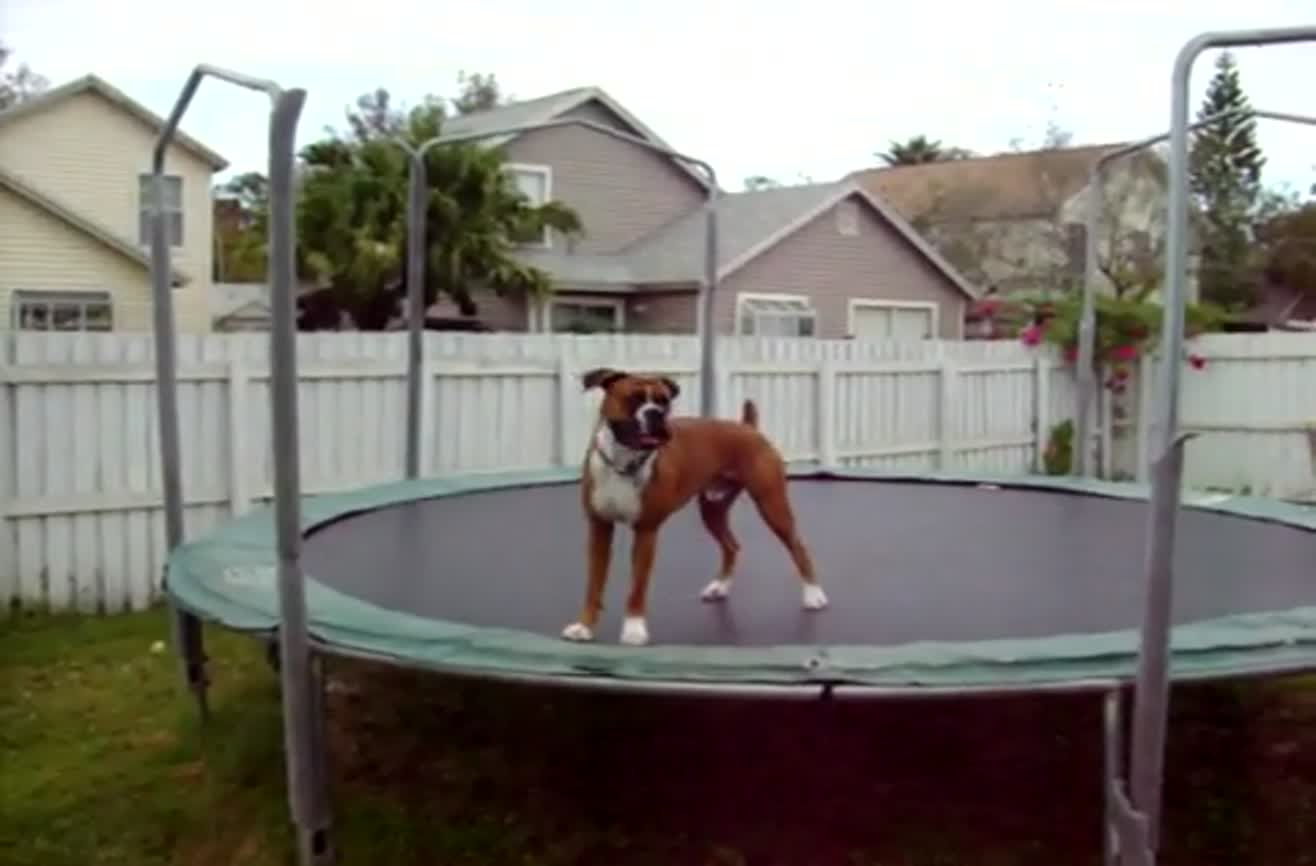 Boxer dog plays on the trampoline.