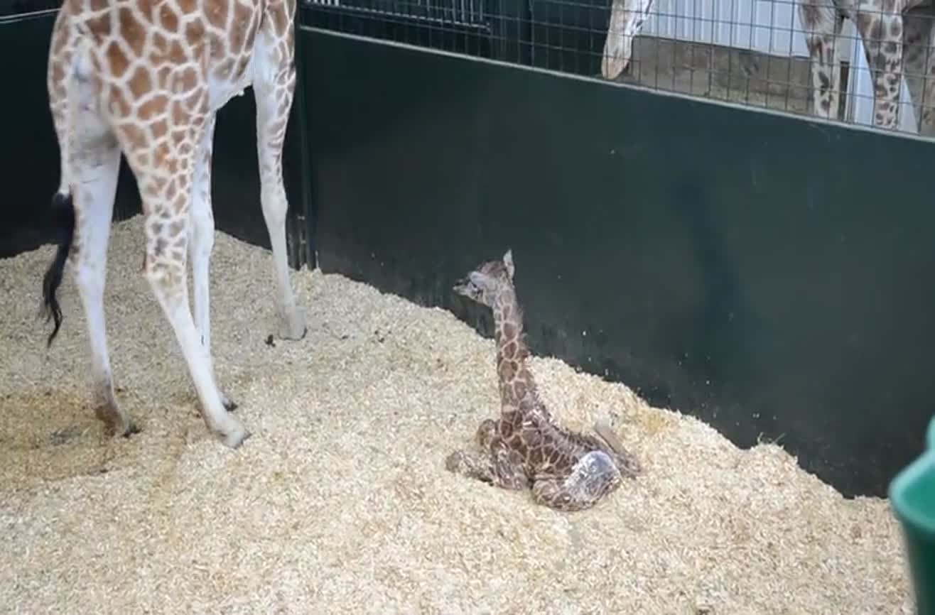 Baby giraffe stands up for the first time.