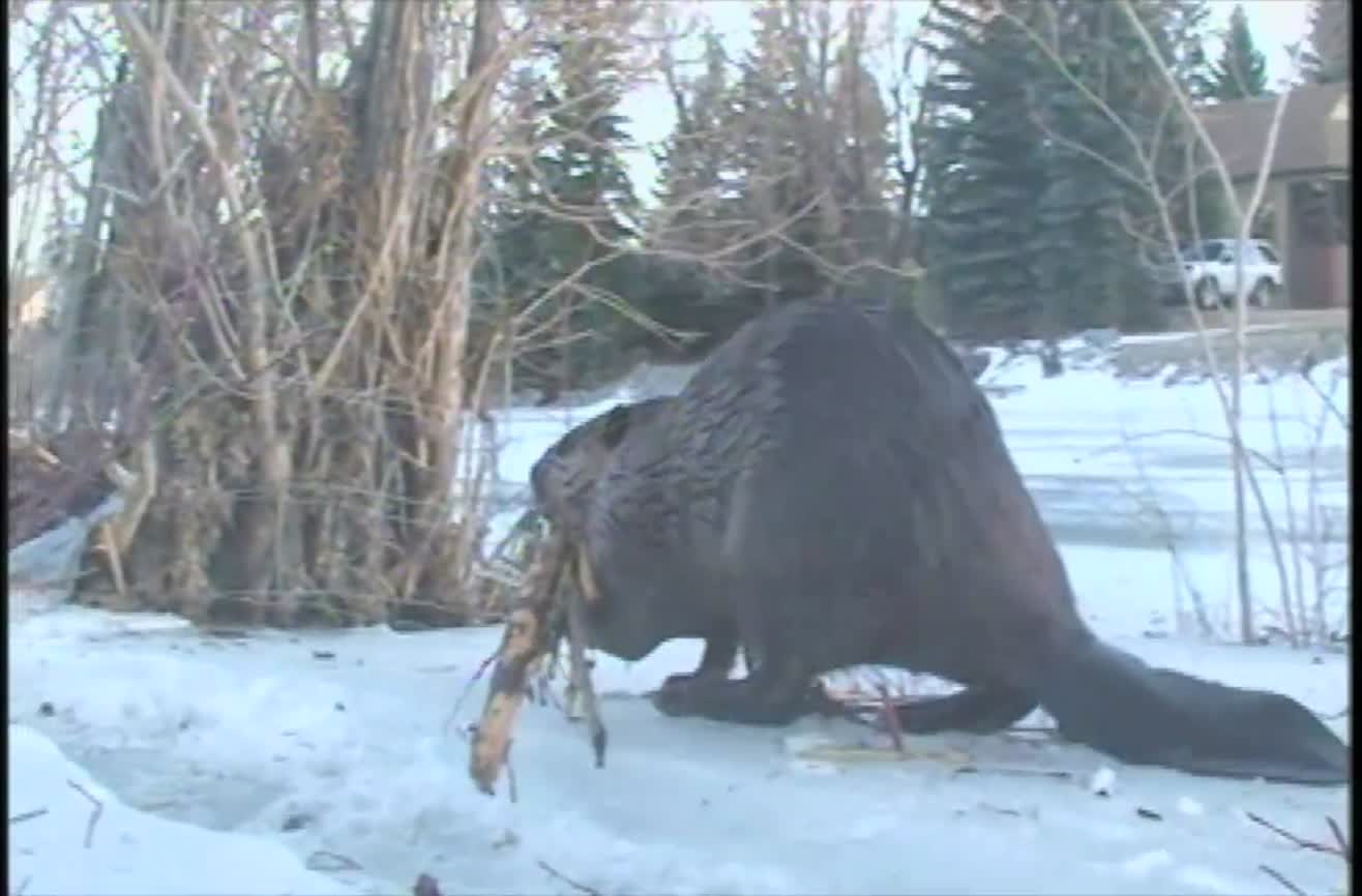 Amazing Photos The Unexpected Beauty Of A Beaver Basecamp Conservationists Plea - ygcs22d