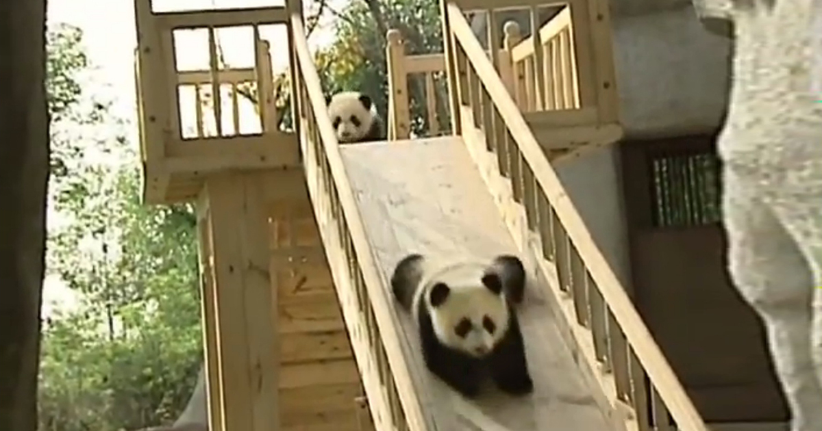 Cute Pandas Playing On A Slide Cute Pandas Playing On A Slide