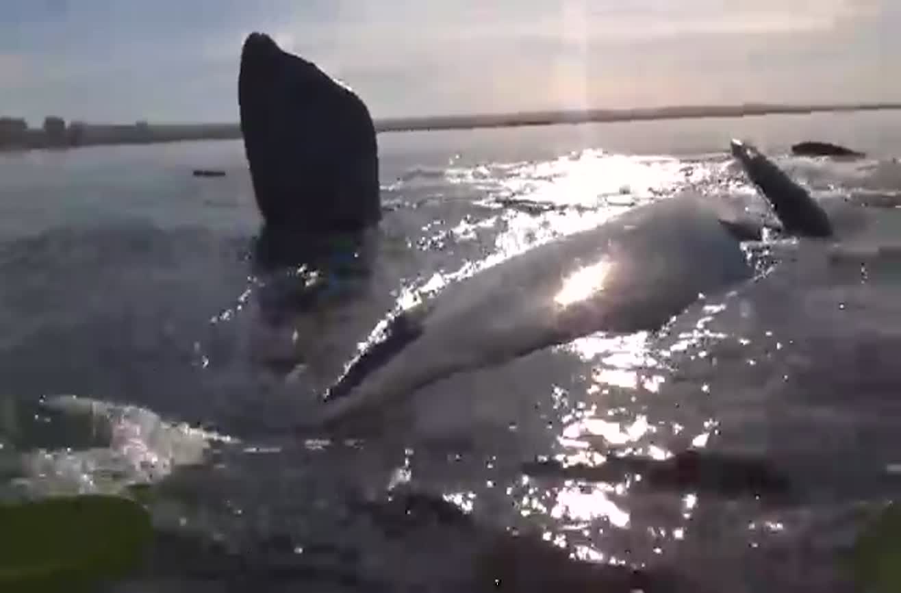 Kayak gets raised up by a whale on the Argentinian coast.